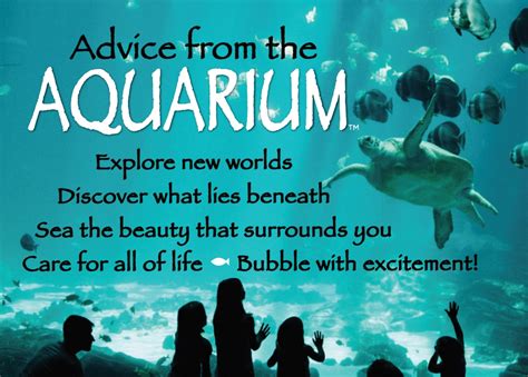 aquarium advice